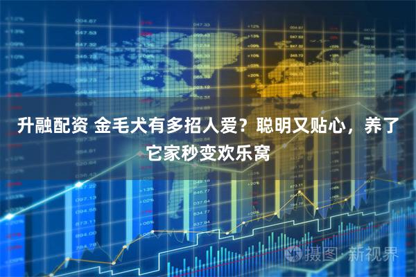 升融配资 金毛犬有多招人爱？聪明又贴心，养了它家秒变欢乐窝