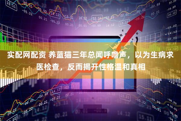 实配网配资 养蓝猫三年总闻呼噜声，以为生病求医检查，反而揭开性格温和真相